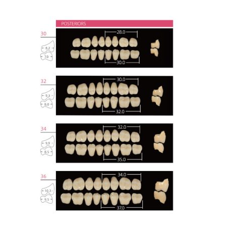 Denti in Resina per Protesi Posteriori Blister da 8 Denti in PMMA Huge Sonning - immagine 2