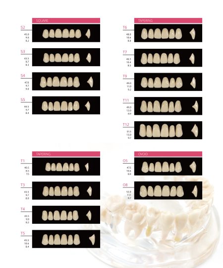 Denti in Resina per Protesi Anteriori Blister da 6 Denti in PMMA Huge Sonning - immagine 2